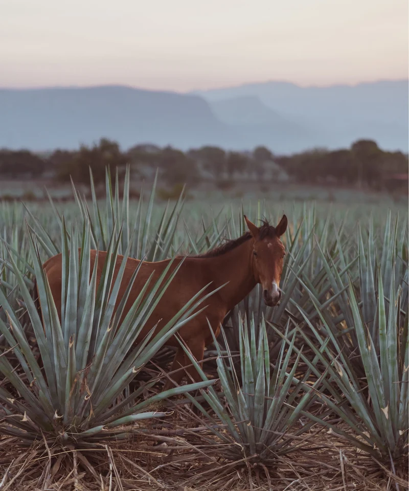 KAA DOS Blanco Organic Tequila
