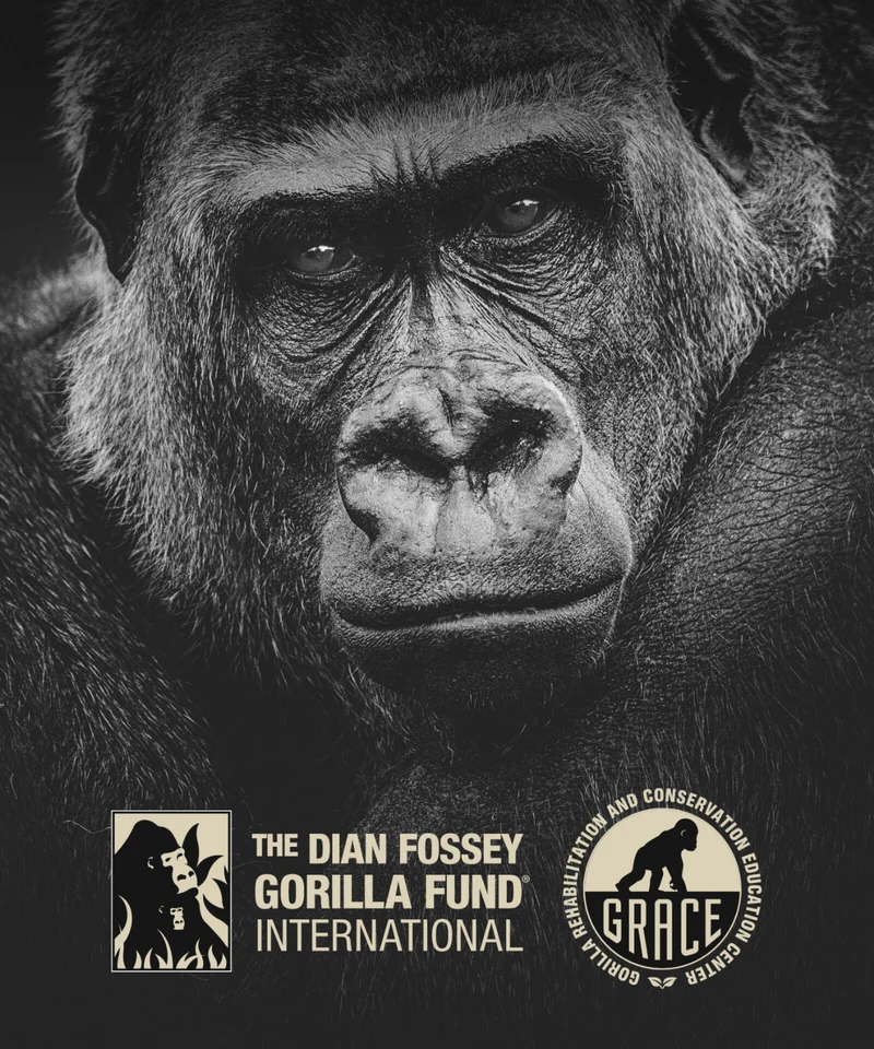 Kong Rainforest Rum Black 12 Years - Geschenkbox