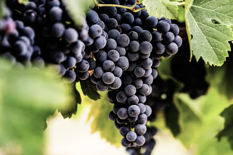 Vin rosé Sauv'Terre sans alcool 0,0%