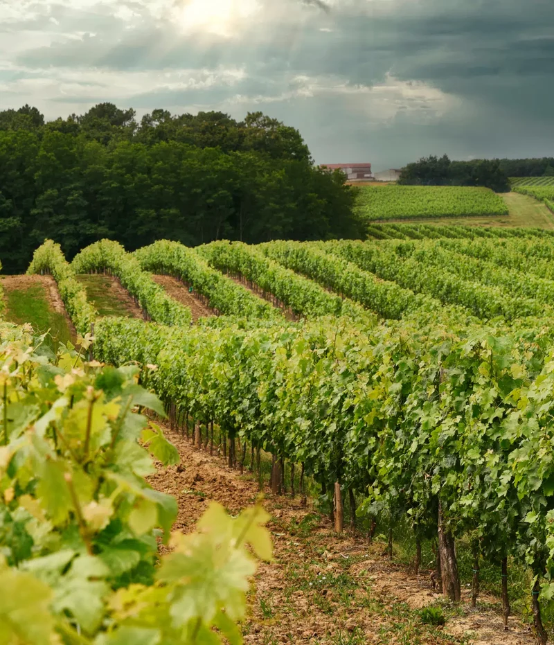 Vin rosé Sauv'Terre sans alcool 0,0%