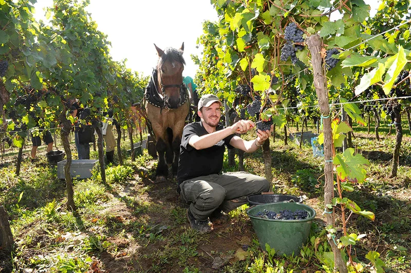 Vin blanc Breakaway Gewurztraminer NETT sans alcool 0,5%
