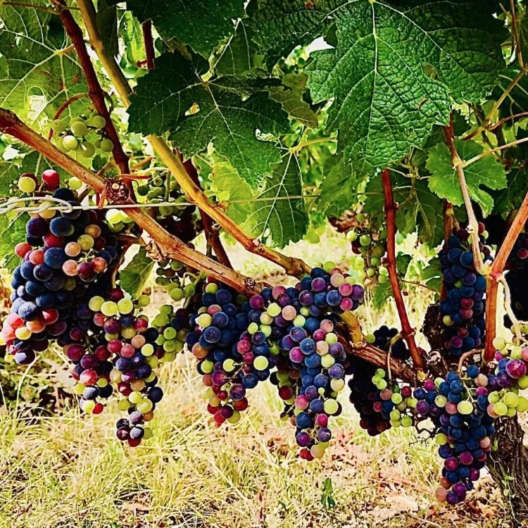Vin rouge CLOS DE BOÜARD cuvée Prince Oscar 2023 0,0%