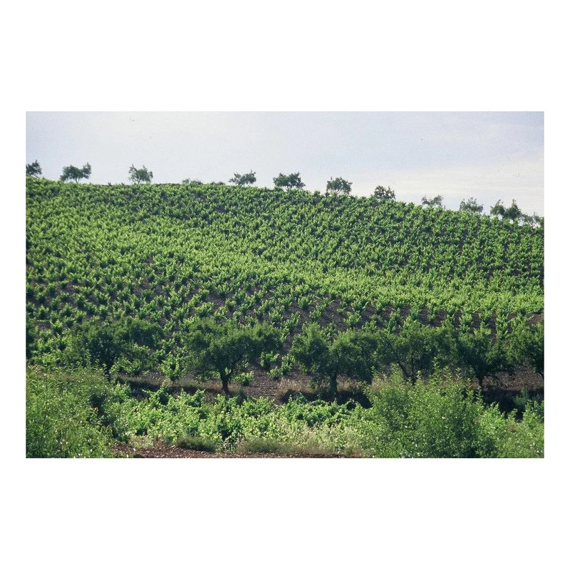 Bodegas Langa Marco Valerio Marcial Garnacha 2020